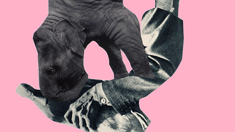 2009.08.20 c_KNB_5912_rosa-2